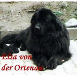 ньюфаундленд